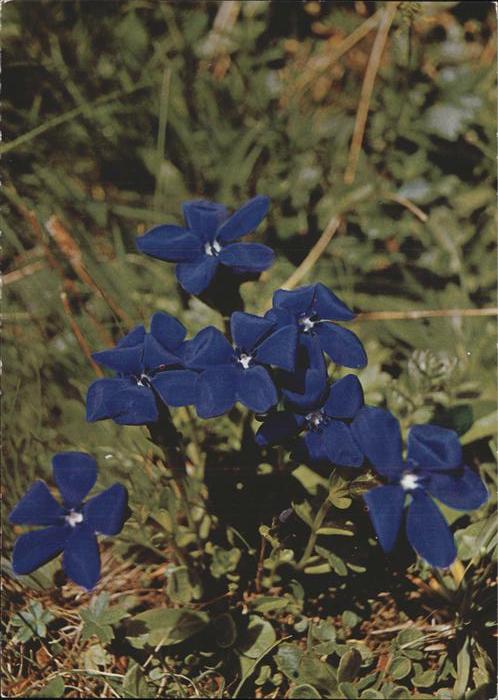Blumen Bayrischer Enzian