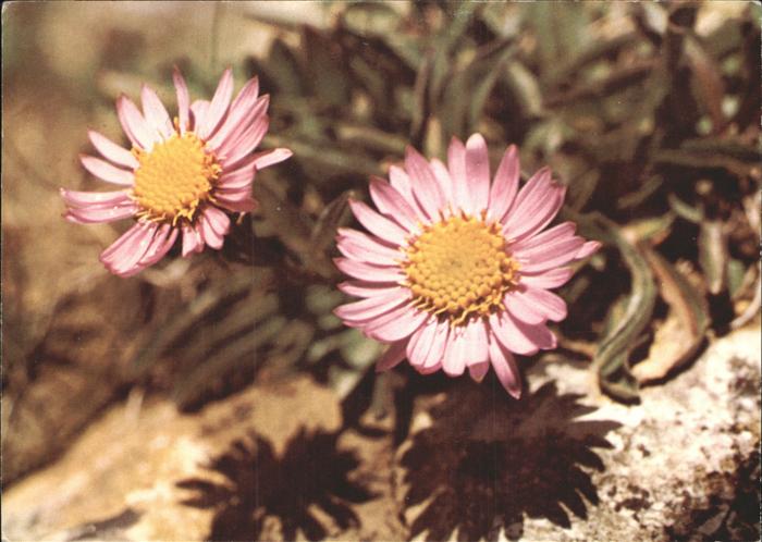 Blumen Alpenaster Astro alpino