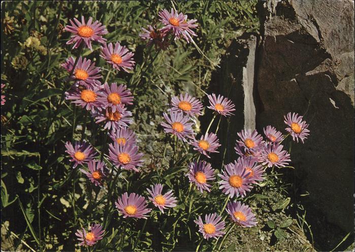 Blumen Alpen-Flora Alpenaster