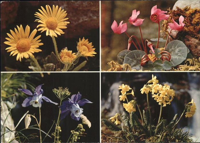 Blumen Gemswurz Alpenveilchen Akelei Schlüssel