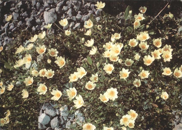 Blumen Silberwurz Dryade