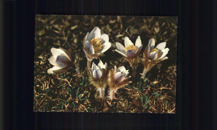 Blumen Frühlingsanemone