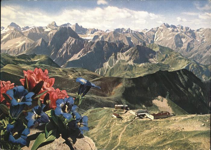 Blumen Enzian Nebelhorn Oberstdorf
