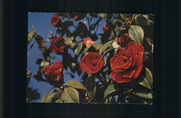 Blumen Kamelien Tessin