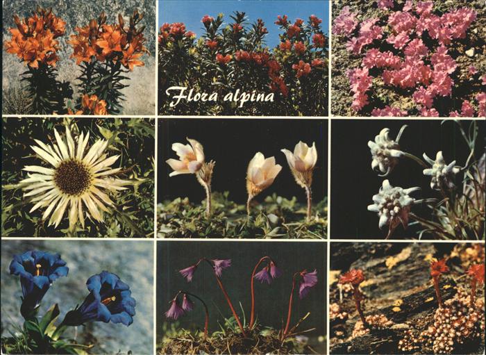 Blumen Alpenflora Edelweiss Alpenrose