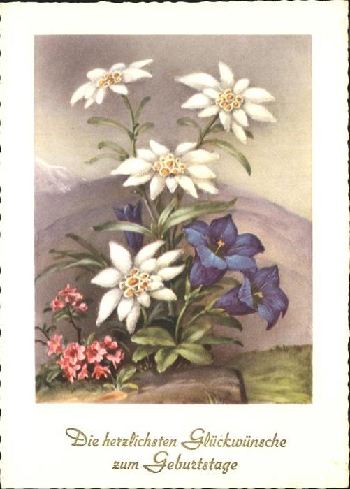 Edelweiss Geburtstag Enzian