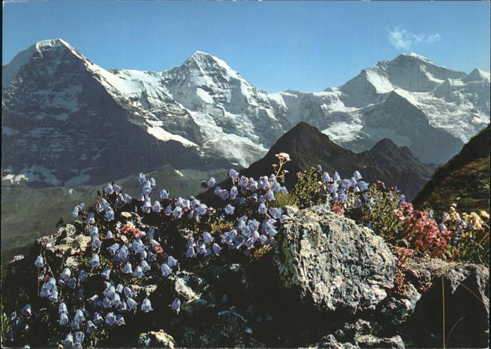 Berge Natur Eiger Mönch Jungfrau Blumen