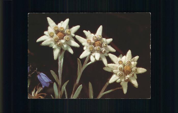 Edelweiss
