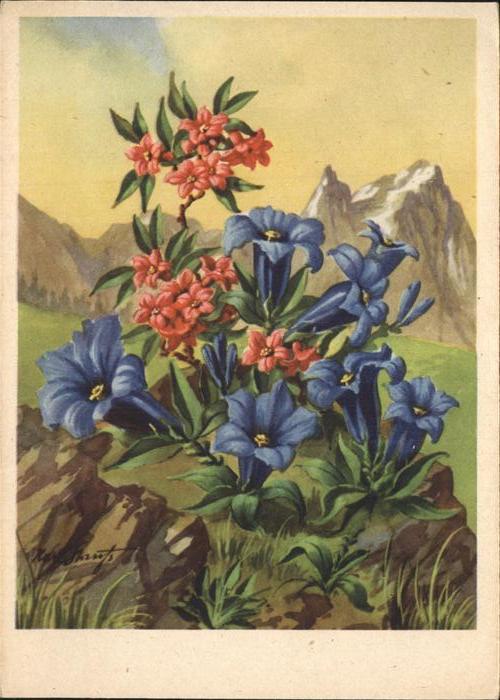 Blumen Enzian Korn-Künstlerkarte Nr. 526
