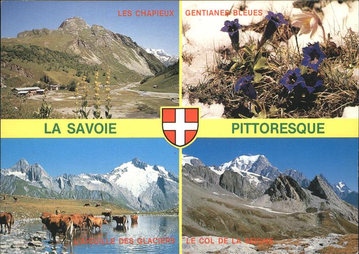 Kuehe Enziane Savoie Chapieux Aiguille des Gl