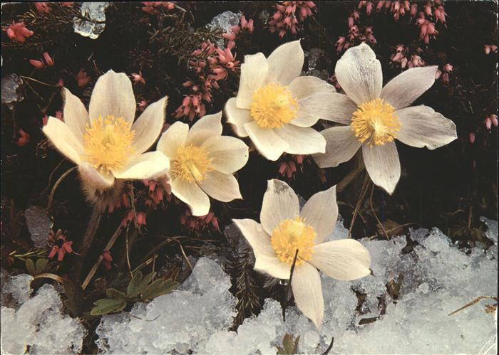 Blumen Frühlingsanemone