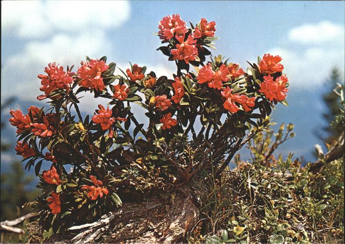 Blumen Alpenrosen