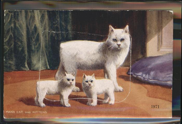 United Kingdom Many Cat Kittens