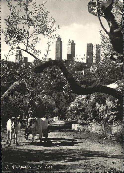 Italien Italia Italy S. Gimignano Kühe Ochsen