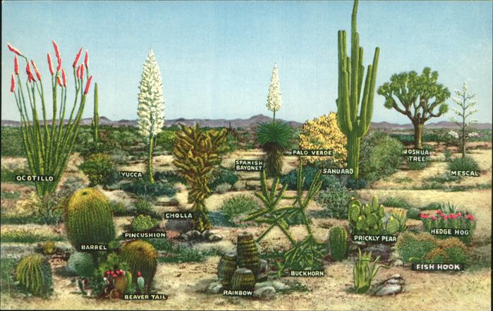 Palm Springs Varieties of Desert Vegetation