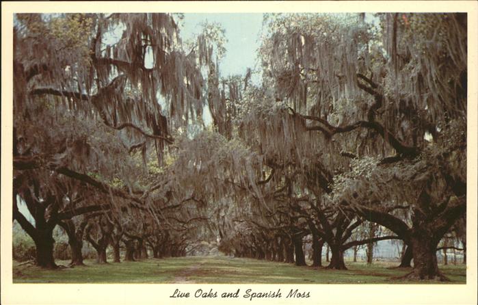 Baeume Trees Live Oaks and Spanish Moss Deep South o