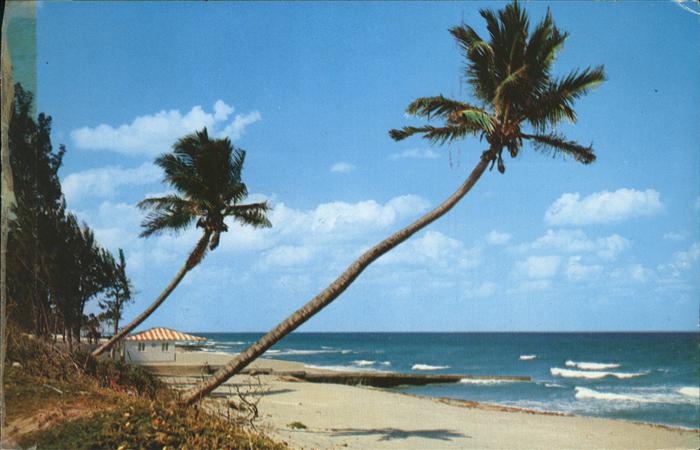 Palm Beach Palms on the coast