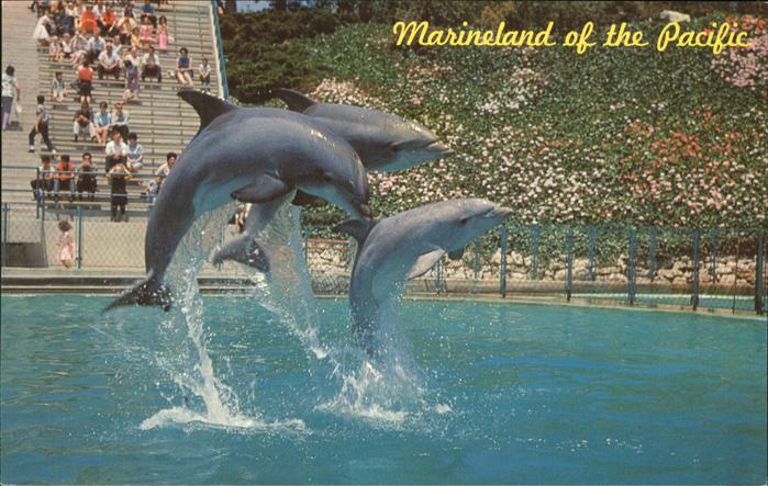 Marineland Dolphin Show