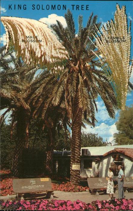 Coachella Valley King Solomon Tree Palm