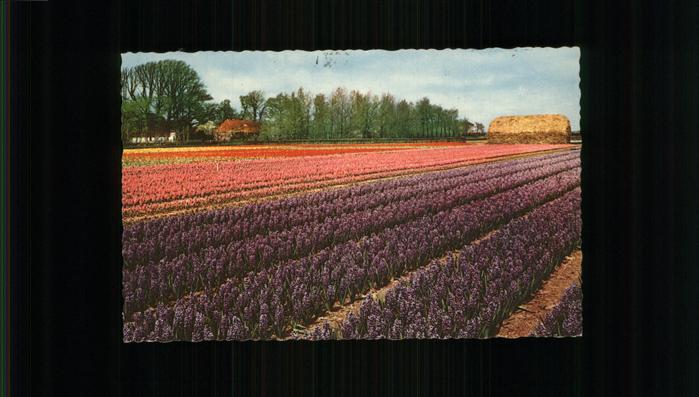 Niederlande Blumenschmuck