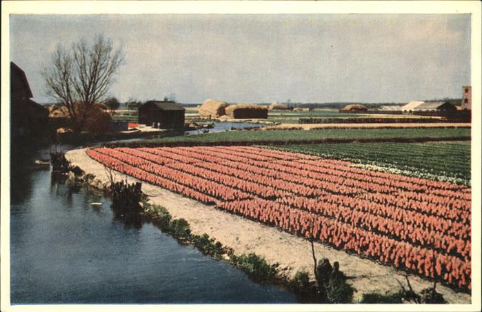 Niederlande Bluemfelder