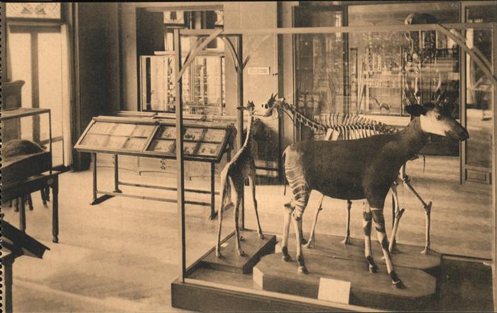 Anvers Antwerpen Palais des Fetes (Museum)