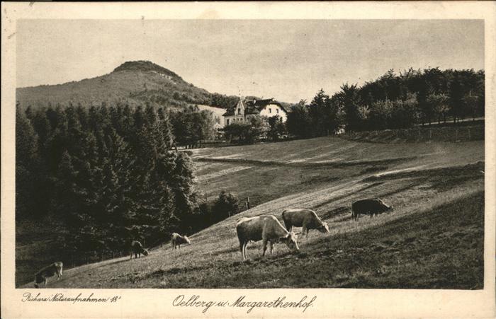 Koenigswinter Oelberg Margarethenhof Kuehe