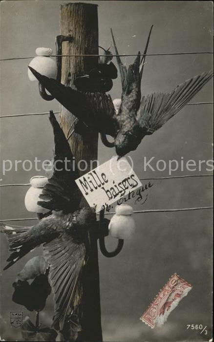 Voegel Birds Oiseaux Uccelli Pajaros-- Mille baisers