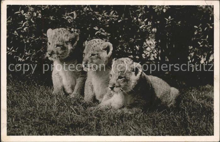 Hagenbeck Löwenbabys Hamburg-Stellingen