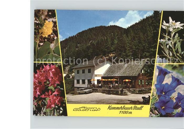 Trattenbach Alpengasthof Kummerbauer Stadl Alpenblumen Edelweiss Enzian