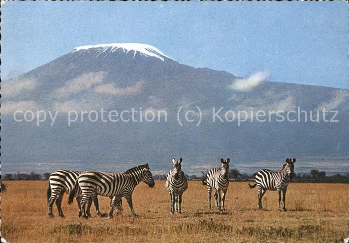 Zebra Kilimanjaro Kenia