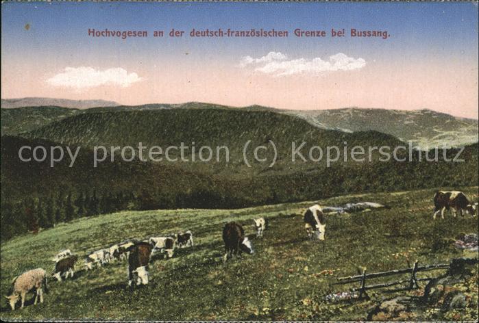 Bussang Vosges Hochvogesen mit Kuhherde