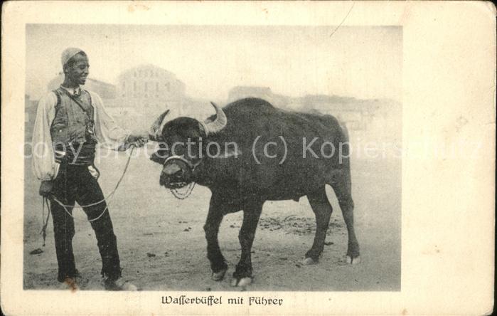 Bueffel Wasserbüffel Führer