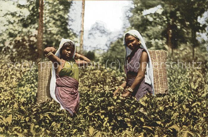 Indien Teepflückerinnen