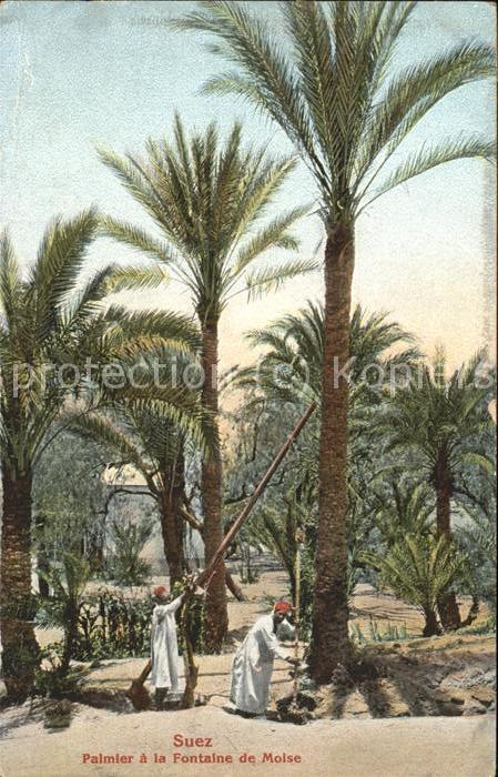 Suez Palmier a la Fontaine de Moise
