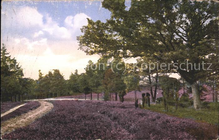 Lueneburger Heide Heideweg bei Soltau