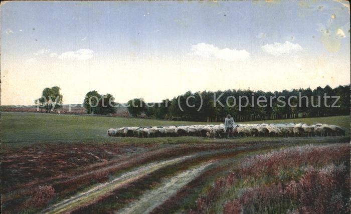 Hirte Schnuckenherde Lüneburger Heide