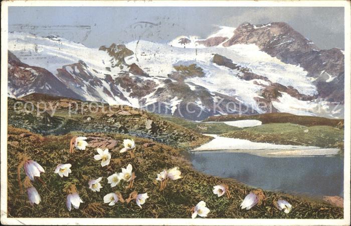 Verlag Photochromie Nr. 1482 Pulsatilla vernalis Frühlingskuhsc