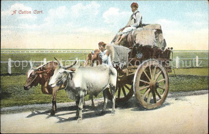 Landwirtschaft Cotton Cart Indien Bullen