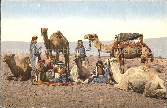 Kamel  Camel Chameau Typen