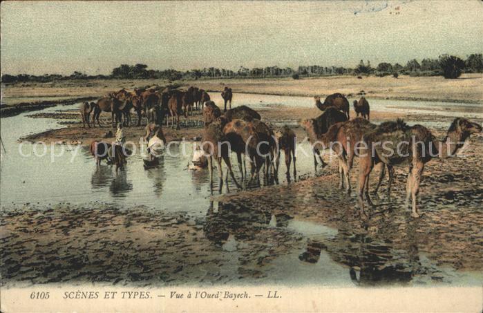 Kamel  Camel Chameau Typen Oued Bayech