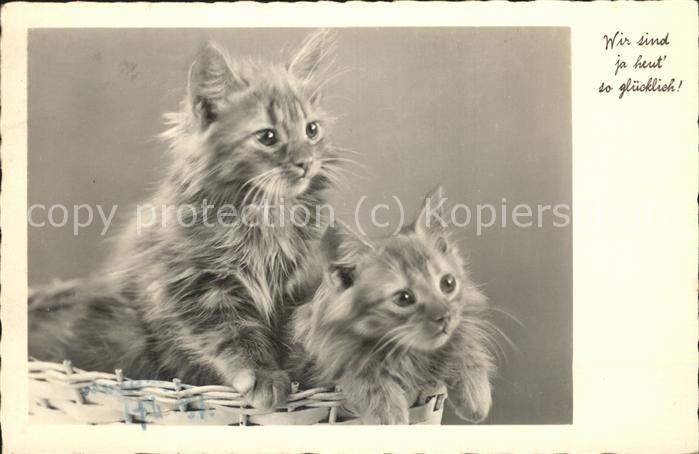 Katzen