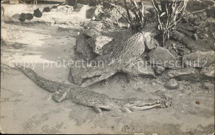 Tiere Krokodile