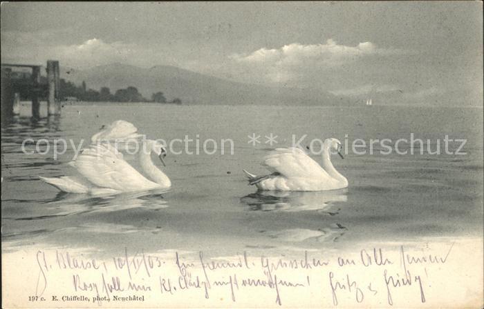 Schwan Neuchatel