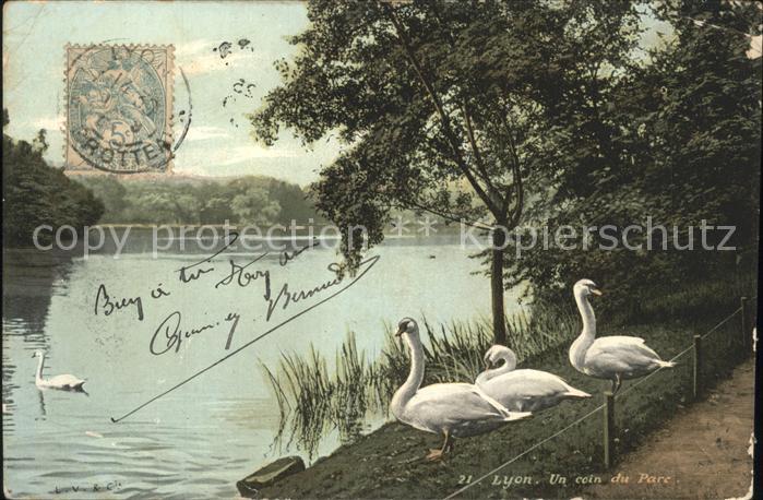 Schwan Lyon