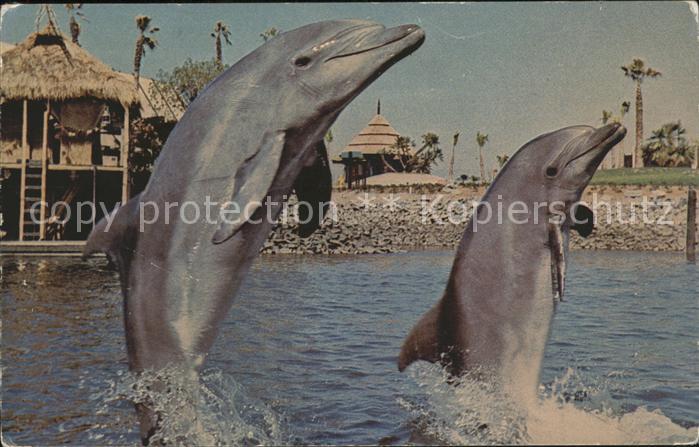 Delfine Delphine Dolphins Dauphins Delfi Sea Worl Lagoon San Diego California