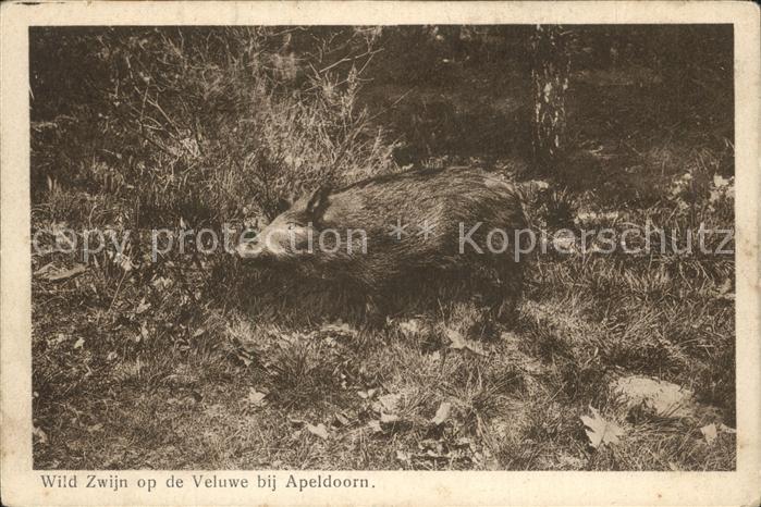 Schweine Wildschwein Veluwe Apeldoorn