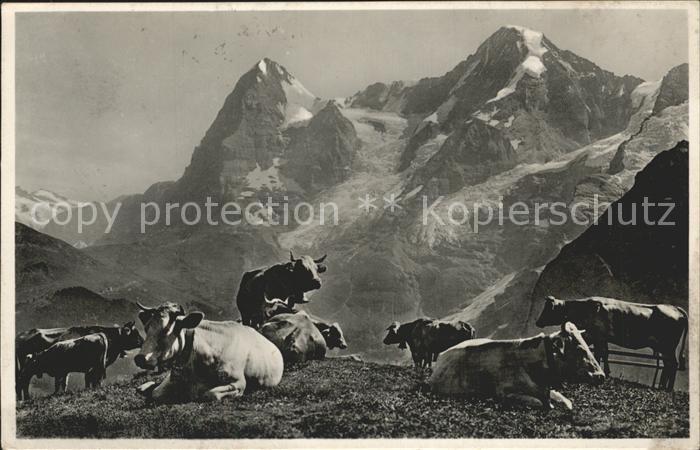 Kuehe Berge Photoglob-Wehrli Nr. 7690