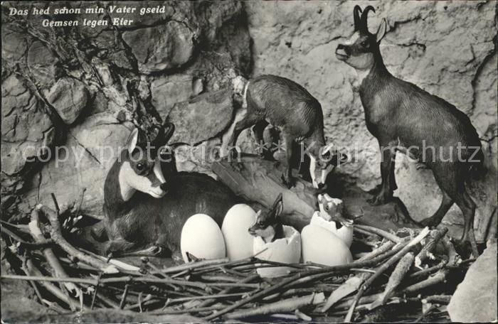 Gemse Eier Nest