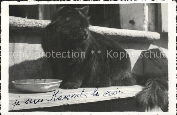 Katzen